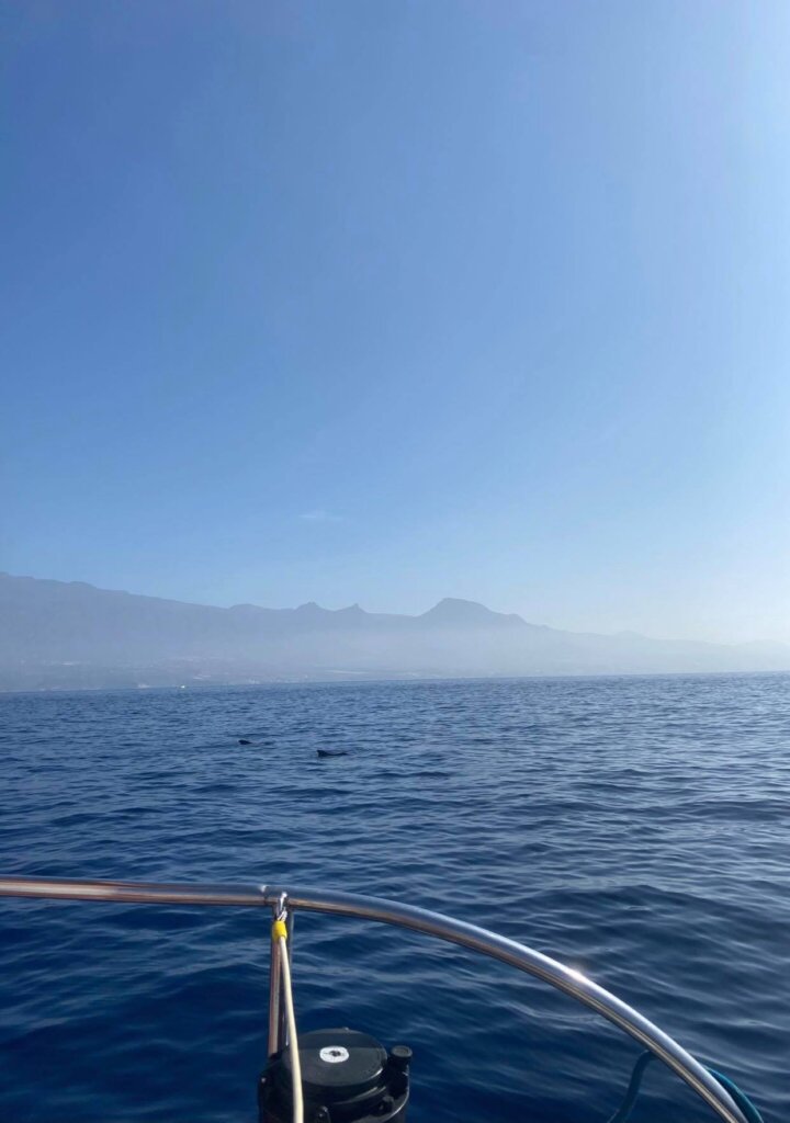 Calm sea with a bit of the boat in shot as well as mountains in the background. Fins of two whales coming out of sea