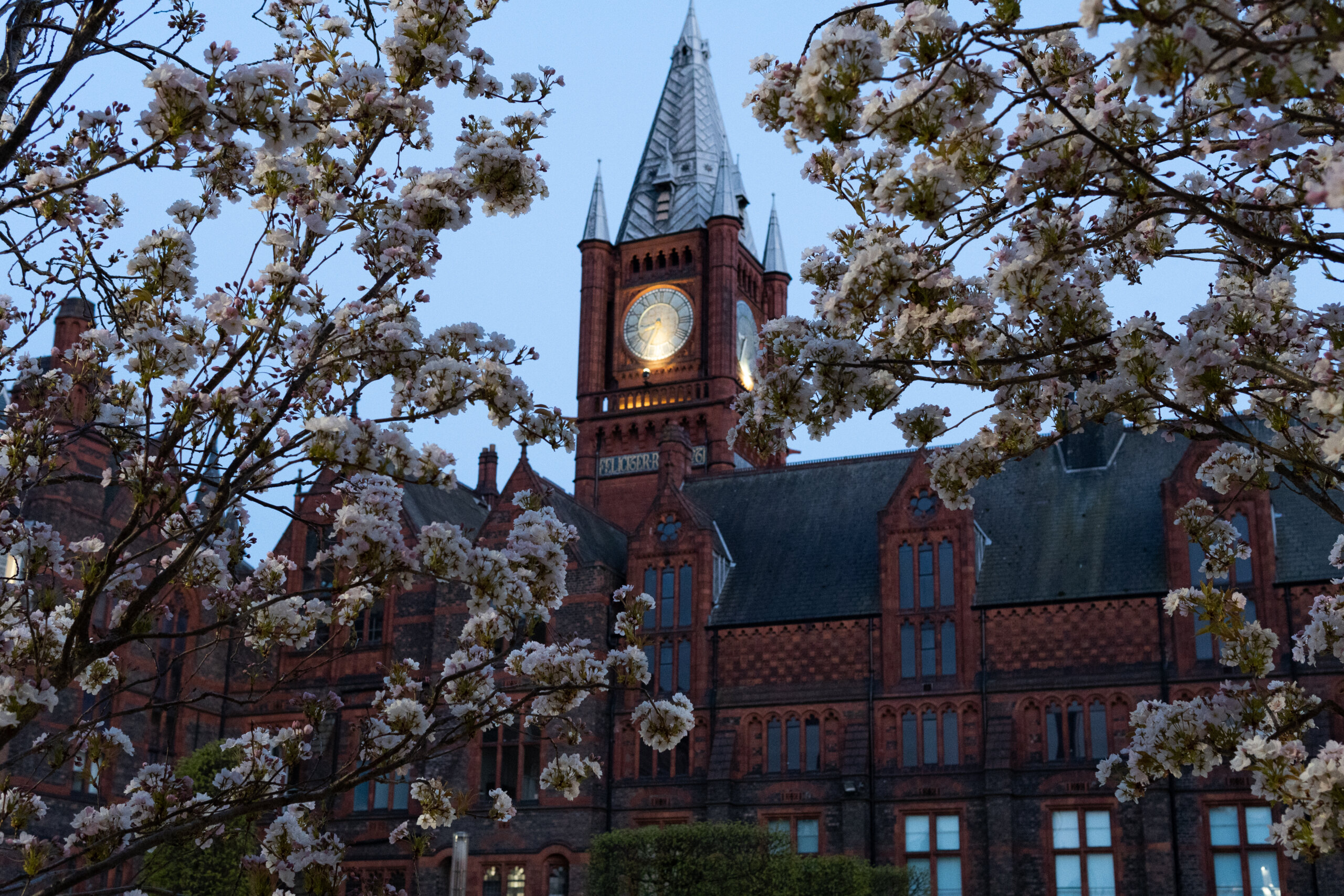 The Victoria Building at the University of Liverpool framed by blossom 